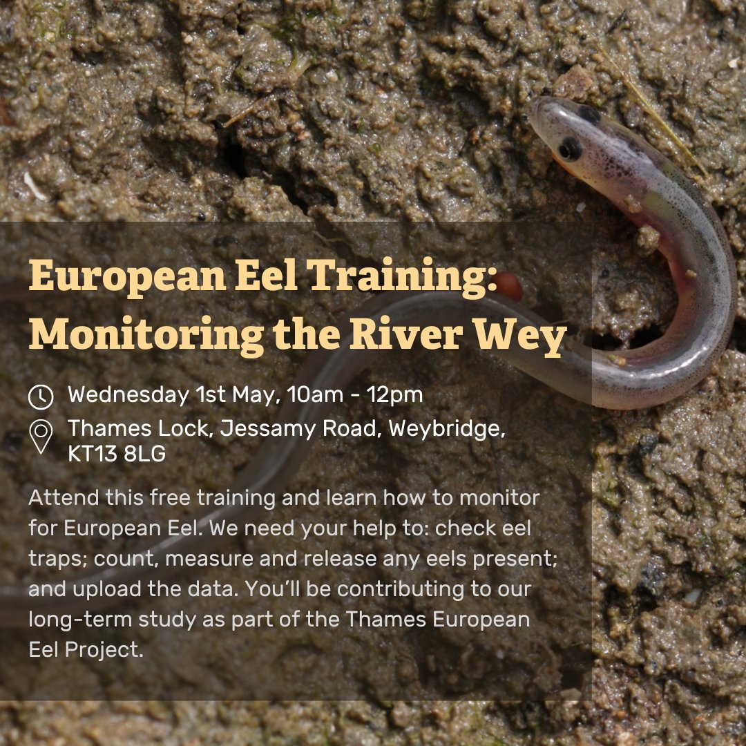 Become a citizen scientist! We've partnered with the Zoological Society of London (ZSL) to recruit volunteer citizen scientists to help monitor the migration of the European eel (Anguilla anguilla). Find out more and book a spot ➡️ bit.ly/49XvvSx