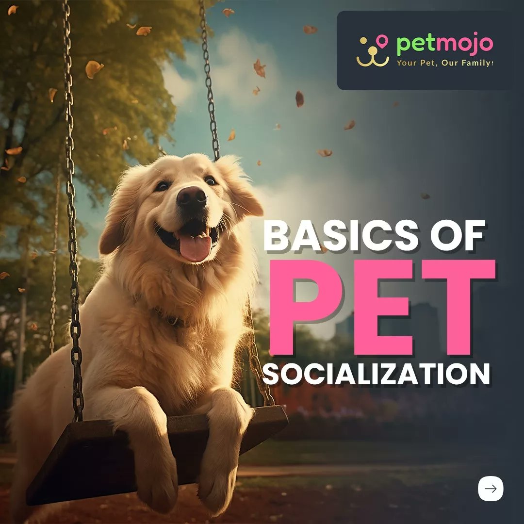 Petmojo_App's tweet photo. Socializing your dog through puppyhood and adolescence is one of the best ways to ensure that they become a friendly and confident adult. 🐕🐾
Swipe to Know More 👉

Hit a Like ❤️ or Share 😊this post with your friends and family!

Follow for more ✔️

#petmojo #new #dogs #trend https://t.co/EM3zXKufvu