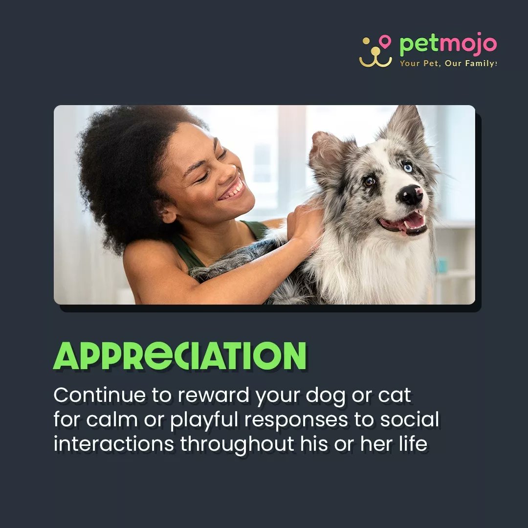 Petmojo_App's tweet photo. Socializing your dog through puppyhood and adolescence is one of the best ways to ensure that they become a friendly and confident adult. 🐕🐾
Swipe to Know More 👉

Hit a Like ❤️ or Share 😊this post with your friends and family!

Follow for more ✔️

#petmojo #new #dogs #trend https://t.co/EM3zXKufvu