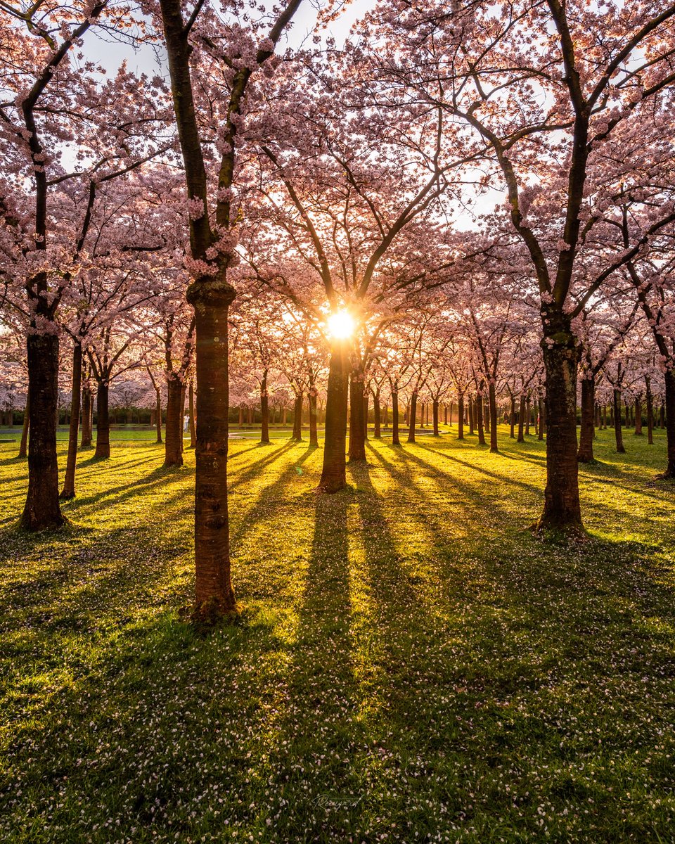 Richard Steenvoorden 🌱 tweet media