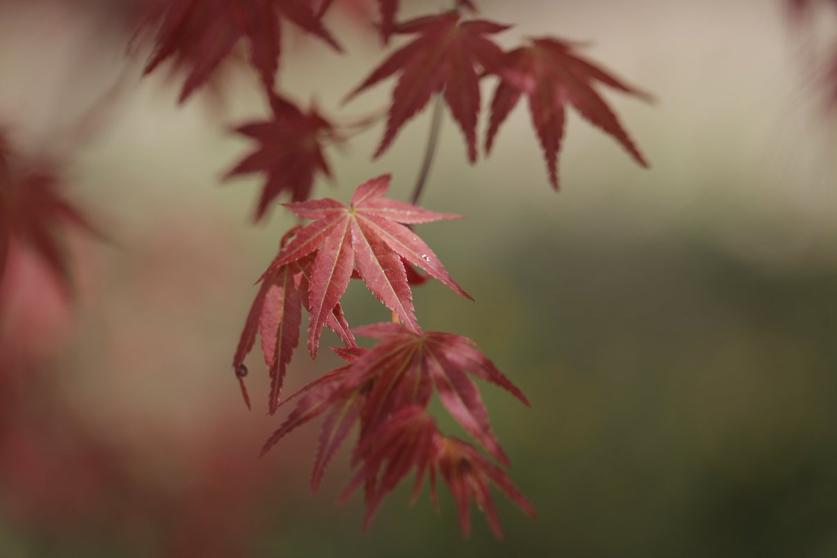 春もみじ‼️
本日撮影です🍁
 #CANONphotographer