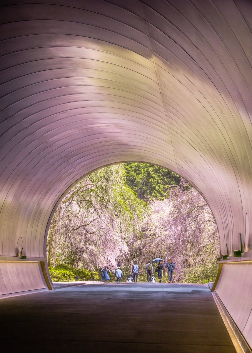 優しく桜色に染まる滋賀のトンネル。