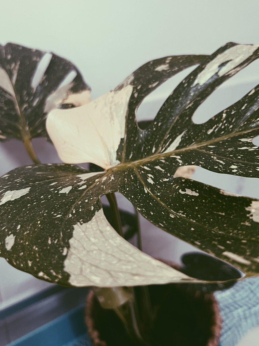 where is Roachzila? tweet media