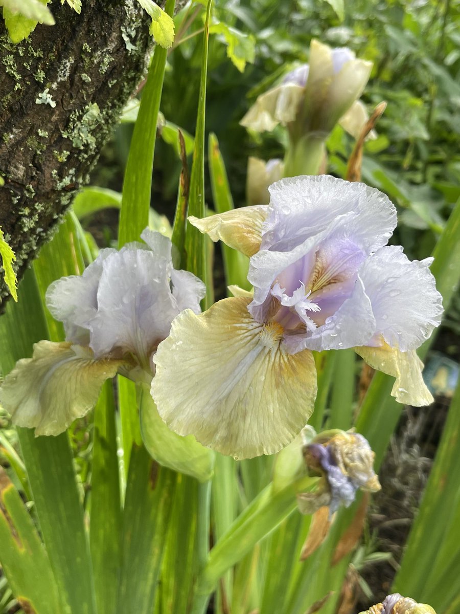 Iris Fast Forward bred by Terry AITKEN in 2002. 
Have a good weekend everyone! 

#iris #irises #flowers #gardening #GardeningX  #GardeningTwitter #GardenersWorld #garden #flowerlover #MyGarden