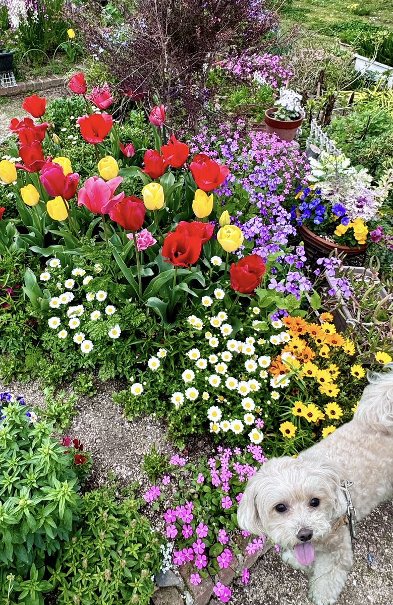 近くの公園を🐶マリンと散歩🐾 春の草花達🌸🍀🌹🌷🌺🌼いっぱい ☀️ポカポカで気持ちいい♪