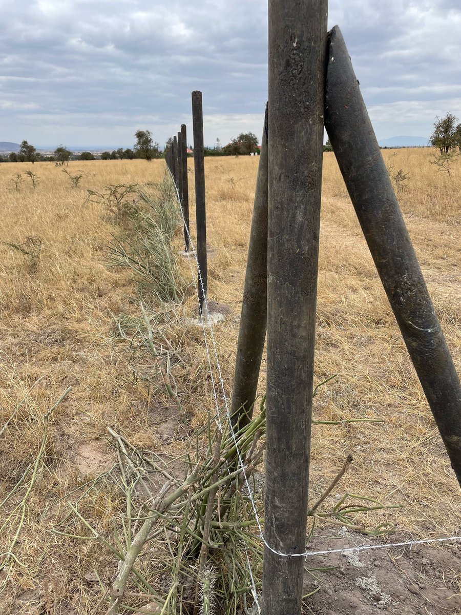 Torooti's tweet photo. Are you looking for Eco ♻️friendly:
💈Fencing posts
🚜 farming posts for passion fruits
🪧Sign posts
🪑outdoor Benches and tables
Then #Tikiposts #plastic #posts are for you!
Get in touch
📍Eastern bypass-Ruai exchange.
☎️ 0700 939 645
#mjengodoc https://t.co/e9vsAkYltL