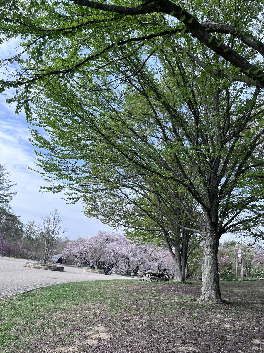 残雪の北アルプスを眺めたくなって。
春霞でちょっとぼんやり〜
新緑と桜も同時に愛でられたし浄化されたウォーキングDayだった😌✨
#城山公園
#アルプス公園
#松本市