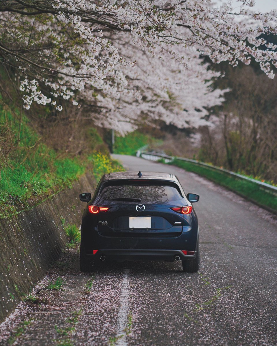 #愛車と桜
 #cx5  #withmazda