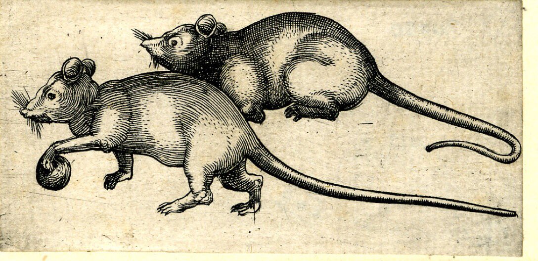 Two rats, one with a ball, c. 1480 - 1510 (British Museum)