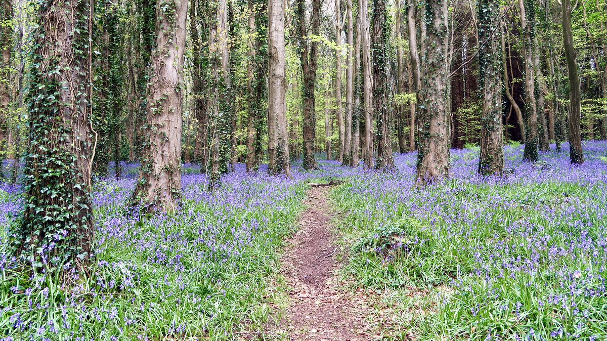 CarlingfordIRE's tweet photo. Bluebell magic from Warrenpoint.  Once damaged, bluebells need around 5 years to recover. So if you go down to the woods today... don't trample on the bluebells!
#nativebluebells #coinnlecorra #cloigínígorma #bigwood #narrowwater #warrenpoint #naturescarpet #irishwildflowers https://t.co/rwyOo043Gk