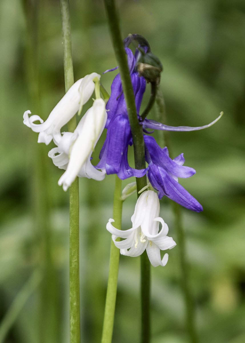 CarlingfordIRE's tweet photo. Bluebell magic from Warrenpoint.  Once damaged, bluebells need around 5 years to recover. So if you go down to the woods today... don't trample on the bluebells!
#nativebluebells #coinnlecorra #cloigínígorma #bigwood #narrowwater #warrenpoint #naturescarpet #irishwildflowers https://t.co/rwyOo043Gk