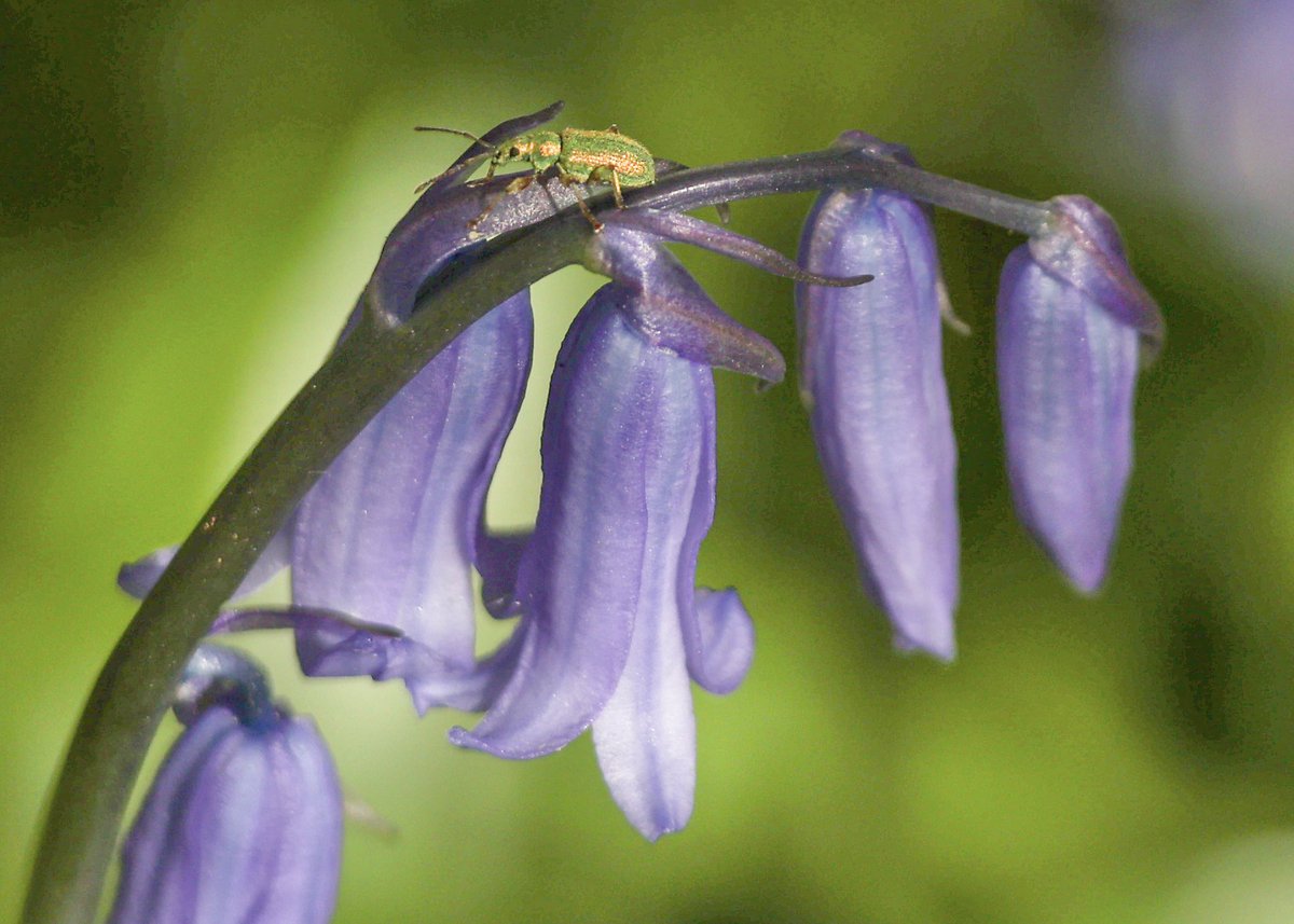 CarlingfordIRE's tweet photo. Bluebell magic from Warrenpoint.  Once damaged, bluebells need around 5 years to recover. So if you go down to the woods today... don't trample on the bluebells!
#nativebluebells #coinnlecorra #cloigínígorma #bigwood #narrowwater #warrenpoint #naturescarpet #irishwildflowers https://t.co/rwyOo043Gk