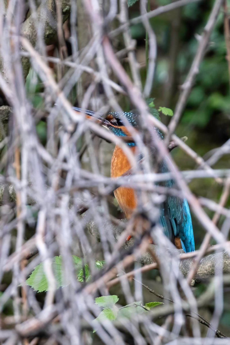 Kingfishers spend a lot of time half hidden. Grand Union canal female waiting for her mate.