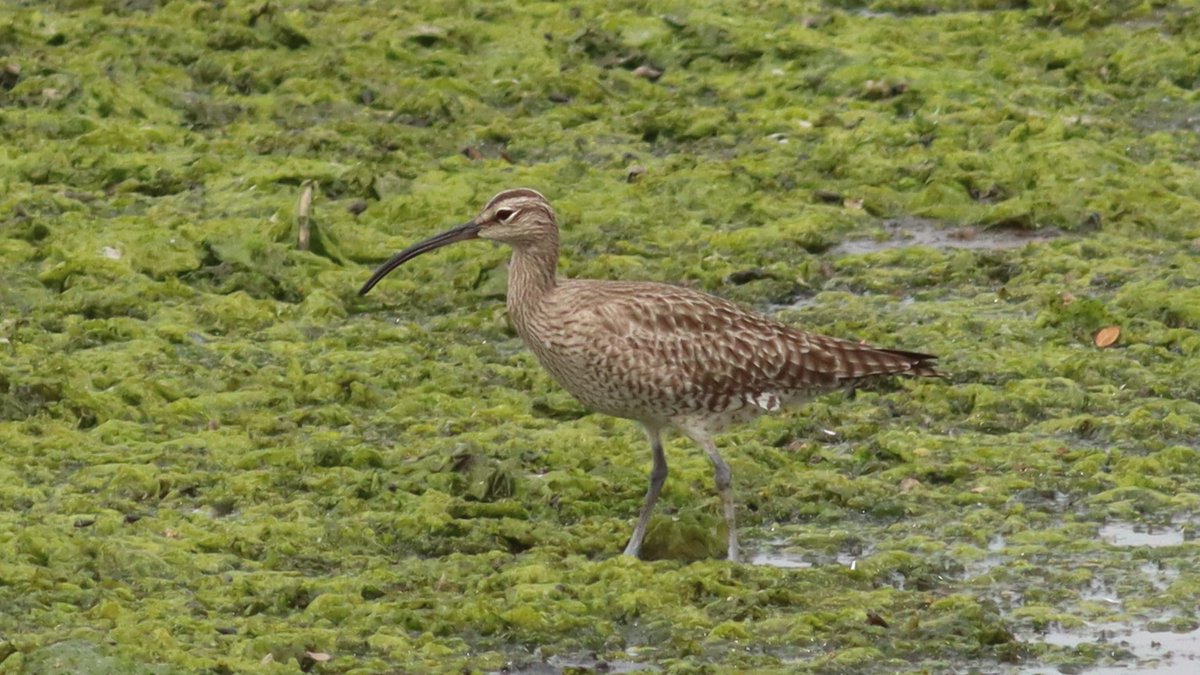 チュウシャクシギ, Whimbrel, Numenius phaeopus,
#WildBirds, #Birds