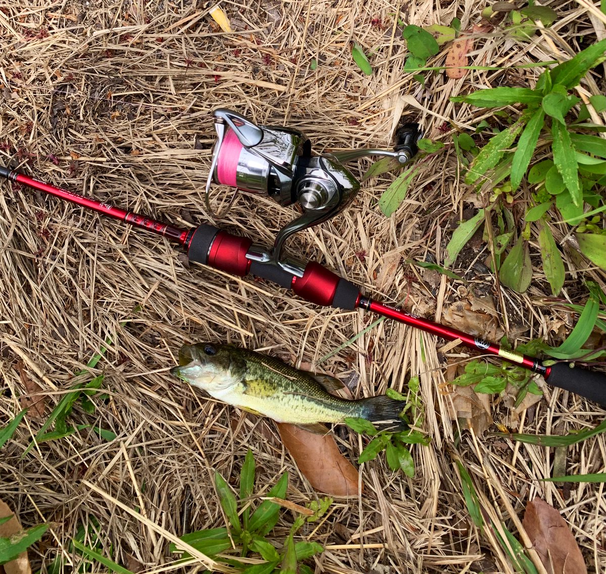 朝イチから🎣
先週までたぷたぷだったのに、めっちゃ減水してる🙄
届きやすくなった沖のウィードエリアをAKチャターJr.で攻めて…良型😎✨
カワスペ＋24スティーズの調子がいい😆✨
あとはどうしても我慢できなくて冴掛FTTで豆バスを数匹🫢笑