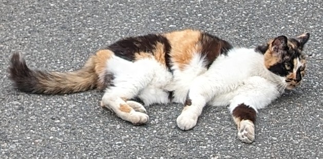 人懐こいきれいな三毛猫を目撃しました。
飼い猫かと思うのですが、心当たりある方はご連絡ください。
場所は埼玉県です。
#迷い猫　#迷子猫
