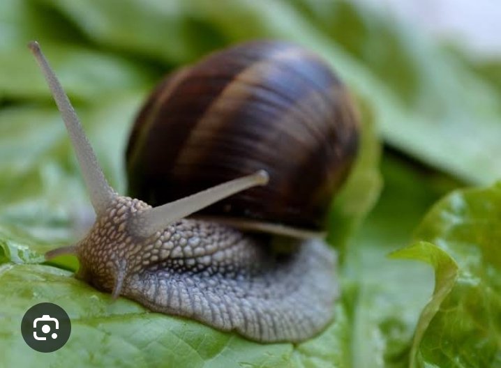 Snails and slugs are clean-up crews and recyclers. Their shells can form an important source of calcium for other creatures in calcium -poor habitats. Thanks to their diet too.
#ActforNature
#WhatHasChanged
@CSDevNet1 @WWF @NCSFPAS @CSDevNet_steve