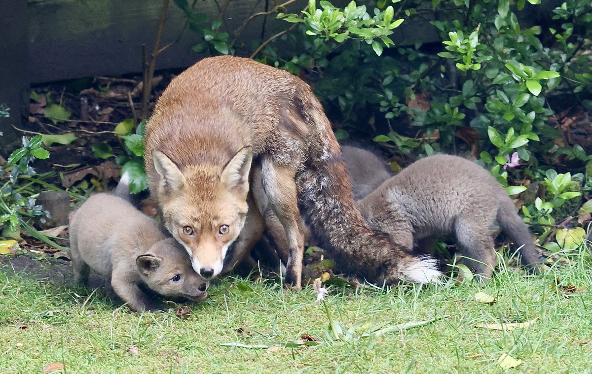 fionaliddiard's tweet photo. I found this beautiful fox family scavenging around my bird feeders in my tiny garden. The vixen has signs of mange, so I left a bowl of dog food with mange drops last night - which I saw her eat. I will keep doing this whilst she needs the food. #foxoftheday @ChrisGPackham https://t.co/nP9ndZgeYt