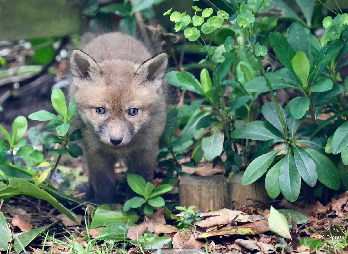 fionaliddiard's tweet photo. I found this beautiful fox family scavenging around my bird feeders in my tiny garden. The vixen has signs of mange, so I left a bowl of dog food with mange drops last night - which I saw her eat. I will keep doing this whilst she needs the food. #foxoftheday @ChrisGPackham https://t.co/nP9ndZgeYt