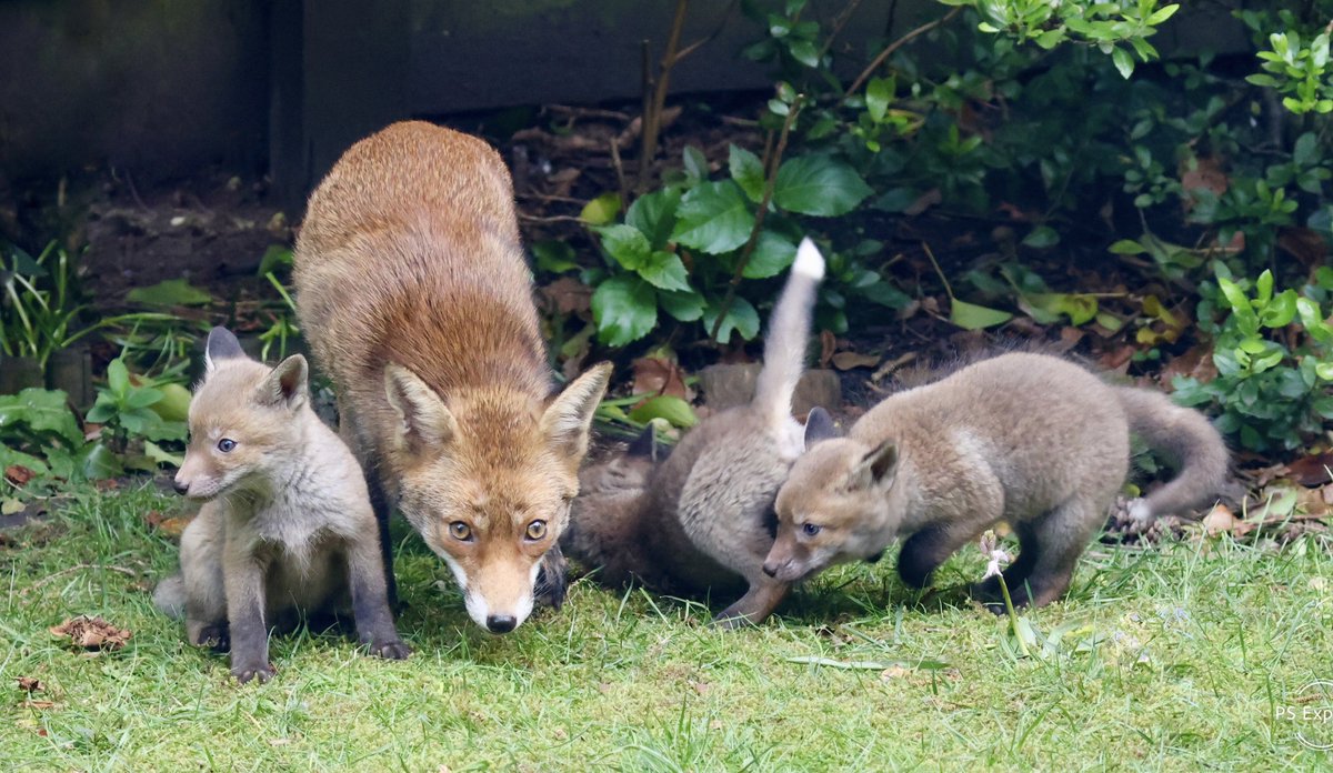 fionaliddiard's tweet photo. I found this beautiful fox family scavenging around my bird feeders in my tiny garden. The vixen has signs of mange, so I left a bowl of dog food with mange drops last night - which I saw her eat. I will keep doing this whilst she needs the food. #foxoftheday @ChrisGPackham https://t.co/nP9ndZgeYt