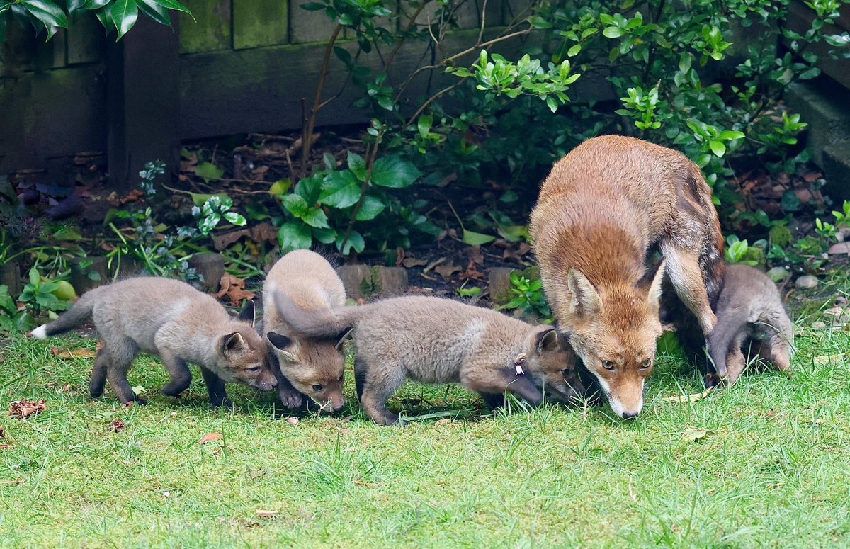 fionaliddiard's tweet photo. I found this beautiful fox family scavenging around my bird feeders in my tiny garden. The vixen has signs of mange, so I left a bowl of dog food with mange drops last night - which I saw her eat. I will keep doing this whilst she needs the food. #foxoftheday @ChrisGPackham https://t.co/nP9ndZgeYt