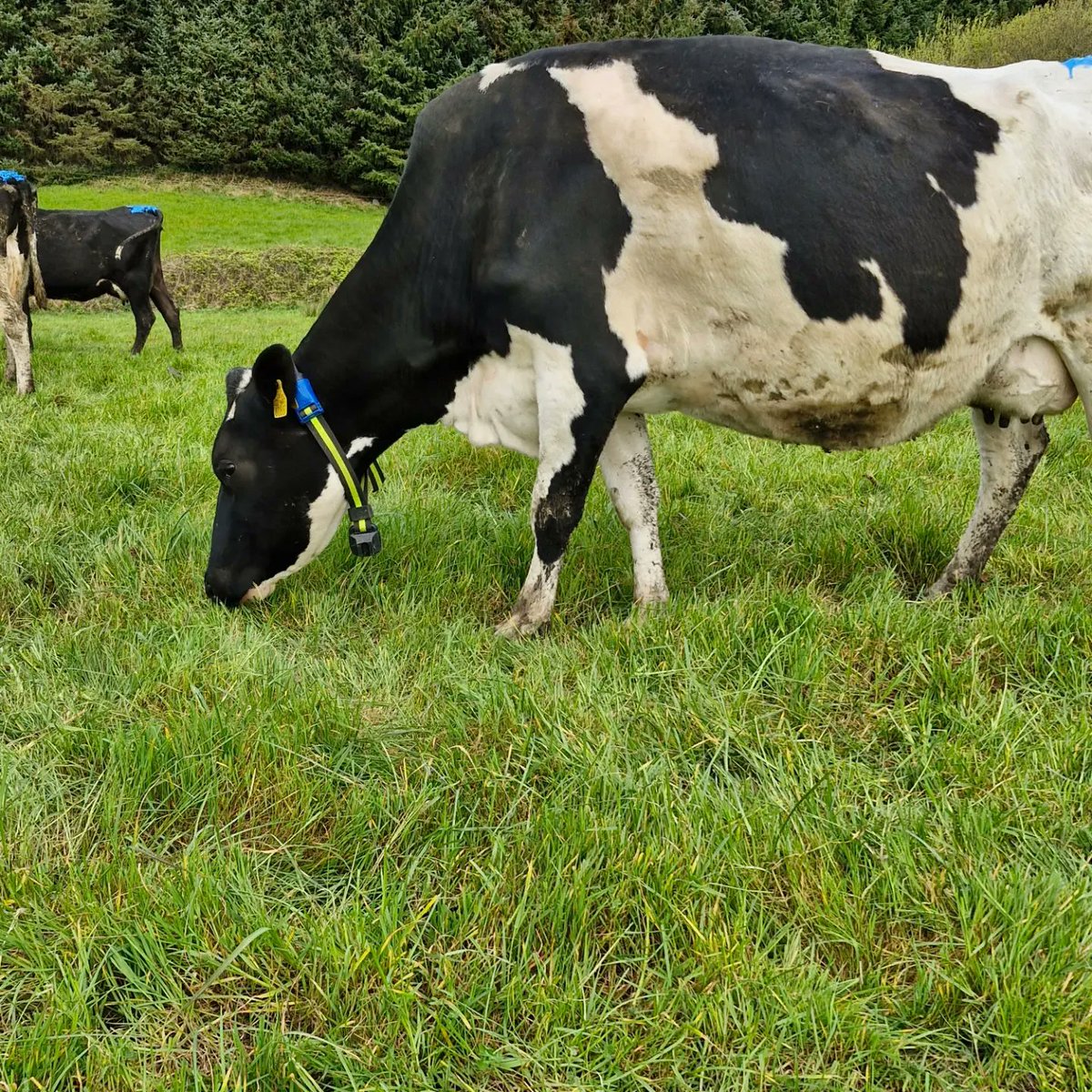 It's exactly 1 week since the sensehub collors went on the cows, and 3 cows showed there 1st heat this morning plus 1 heifer.

13th day of breeding , and after today , 8 heifers out of 11 will have been served and 18 out of 37 cows. 
 #BreedingSeason2024 @EFSireland