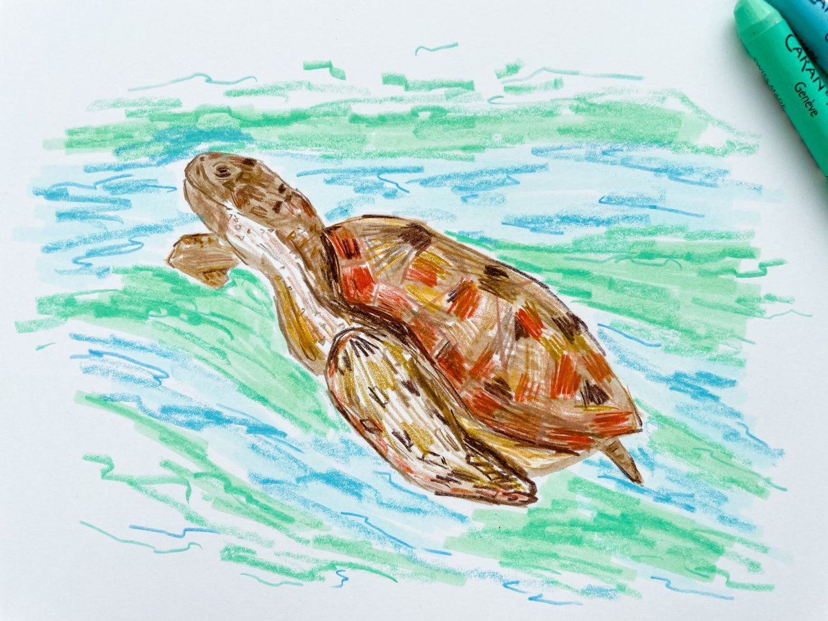 artbycapy's tweet photo. Hello little fella ๐ข
#dailydrawingpractice #drawtheworldwithella #turtle #tombowdualbrushpens #relaxandcreate #mixmediaartist #polychromospencils #neocolor2 https://t.co/XTYHN5Rl76