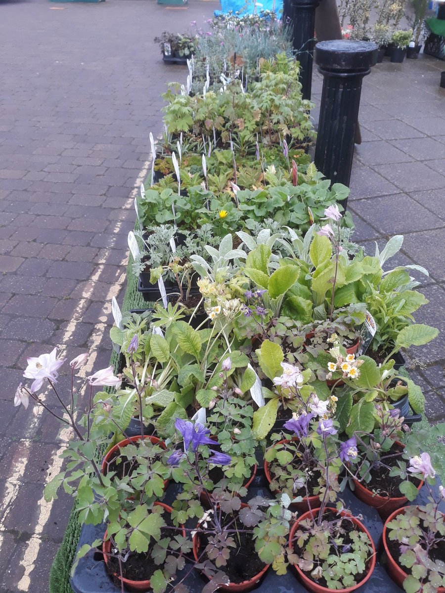 More bedding plants, perennials and shrubs are available from Cecil on the War Memorial on #Swaffham #Market. Guaranteed to bring colour to your garden #Norfolk #mymarket #SaturdayMarket #buynorfolk #staysafe #buylocal #LYM2024