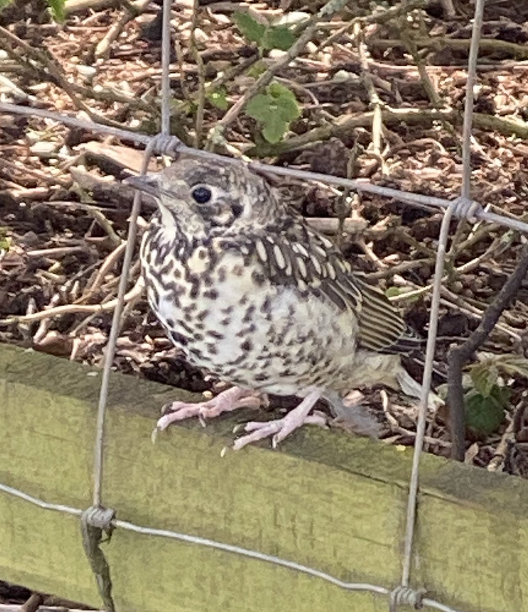 This baby thrush is watching me but it’s mum is telling us both off, me for being to close and it for not following her.