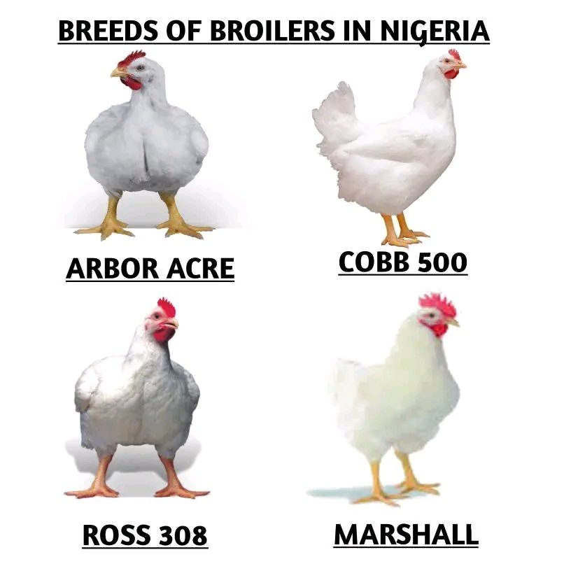 ARE YOU THINKING OF GOING INTO BROILER PRODUCTION? 

Below are the top four broiler breeds in Nigeria. 

- Arbor ACRE from CHI farms
- Cobb 500 from Zartech farms
- Ross 308 from Globus farms
- Marshall from Obasanjo farms