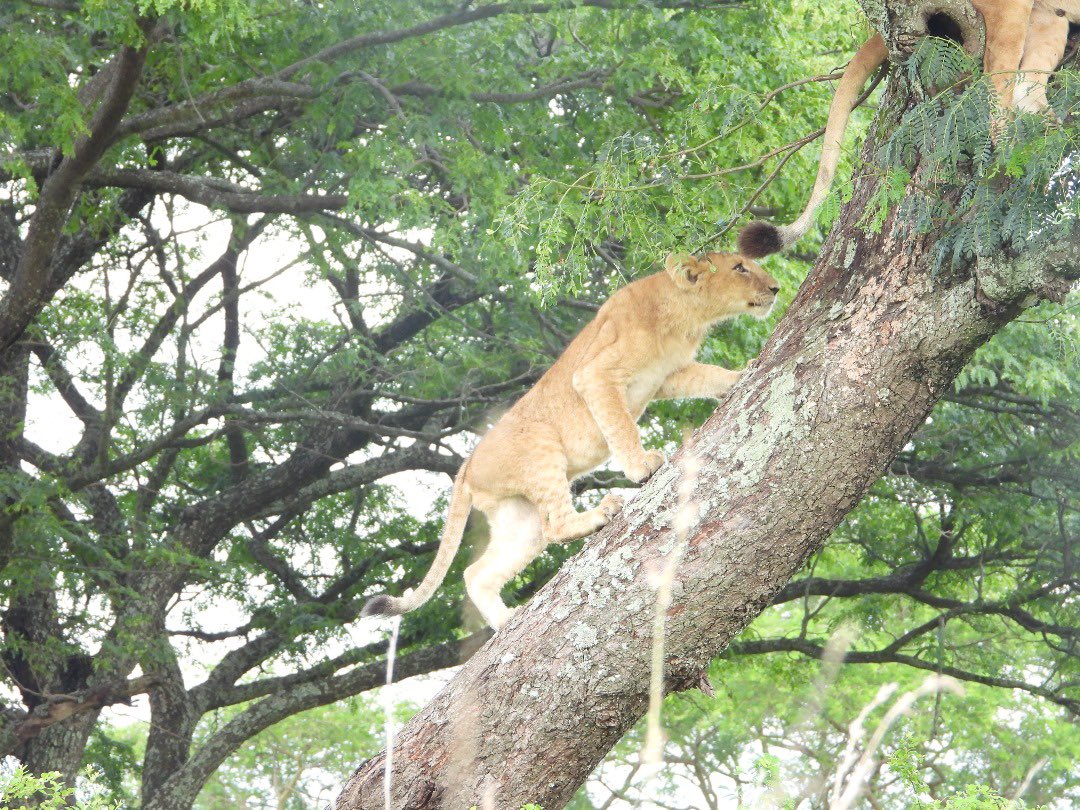 Courtesy pics received from a colleague this week in Ishasha, Uganda. It’s beautiful to see the 2 little cubs have began to climb, under the watchful eyes of their mother and elder sister. We were down there a few months ago filming this pride. Can’t wait to be back there soon!