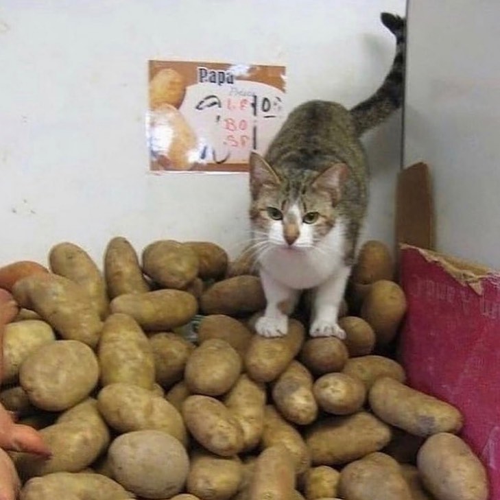 protector of potatoes