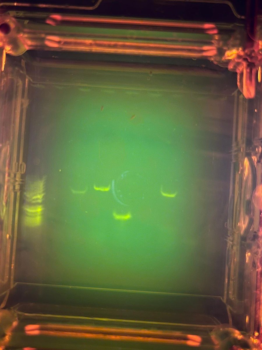 LCATMon's tweet photo. #CitizenFlyLab Workshop at the #CitiSciPrimavera
Experimental validation of mutations with molecular technics #PCR of #MelanogasterCTF #CitizenScience by @LCATMon @GonzalezLab_BCN
With @mirimerenciano and Aroa Ejarque
Collaborating @FECYT_Ciencia @FGCSIC @liacesar_etopia https://t.co/bj2MrsslLr