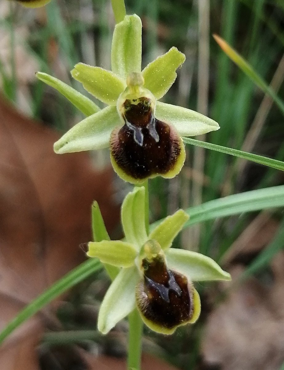 Assorted 'bee orchids' (Ophrys) this morning 🤩🌸 #botany