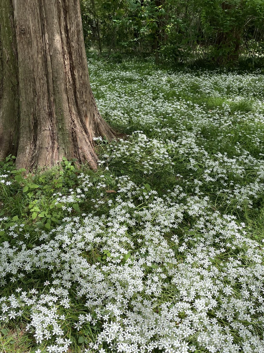akobox's tweet photo. 休憩中にたまに行くけどこっちエリア初。
綺麗だよーーリフレッシュ🌱 https://t.co/5WaEqyQjws