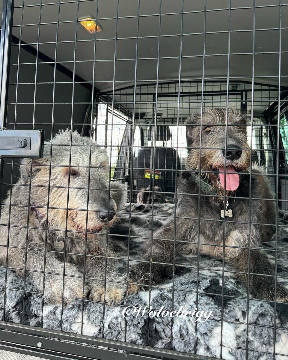 Time to go home, happy pack after a lovely walk in the woods!🐺❤️ #IrishWolfhound #dogs #DogsofTwitter #DogsofX
