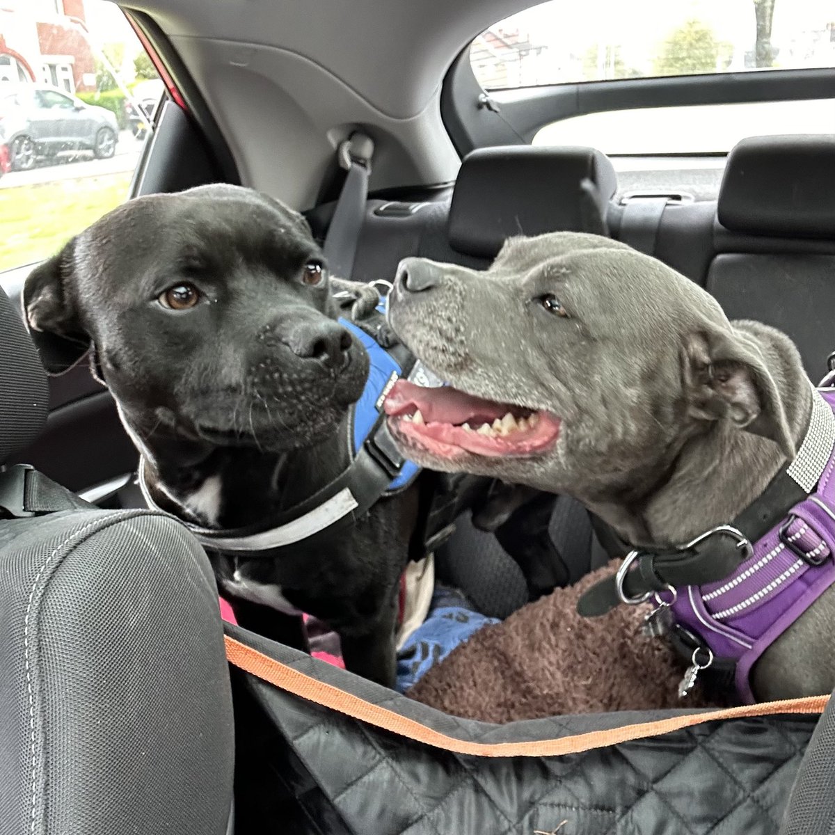 Yesterday riding around with my girlfriend 😍❤️ #frisa #frankandisa #staffiesaturday ⁦@IsaMary2021⁩