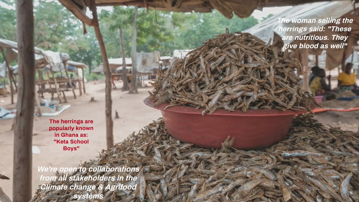 The woman in the Anloga market said 'this fish is delicious 😋 and it also gives blood '

We need to ask the medical experts 🙂

Weekend Vibes 😉

#livelihoods #indigenouspeople
#local #nutrition #regenerativeagriculture #food #foodies #alternativeprotein #WeekendVibes #Local