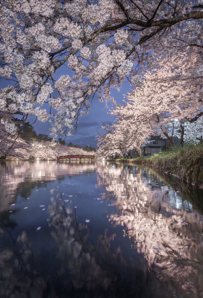 弘前城にて撮影。こよい満開の夜桜は圧巻の美しさだった 青森の今
