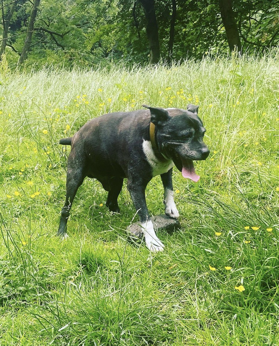 Happy #StaffieSaturday to all my besties 🐶😍 I am in brick heaven today 😇💖 #staffie @SeniorStaffy #rescuedog 💙