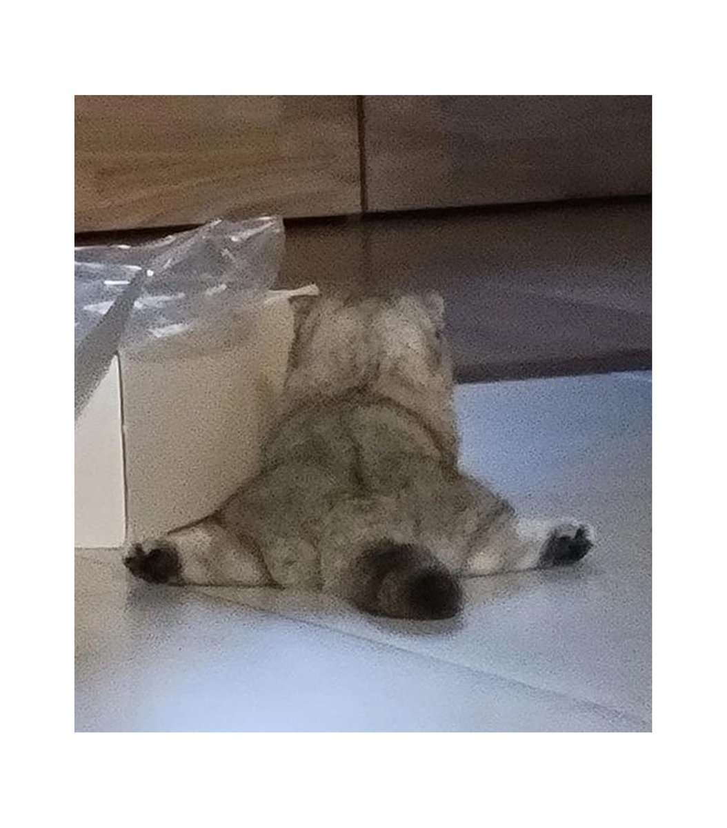 gentleeeeeeecat tweet picture