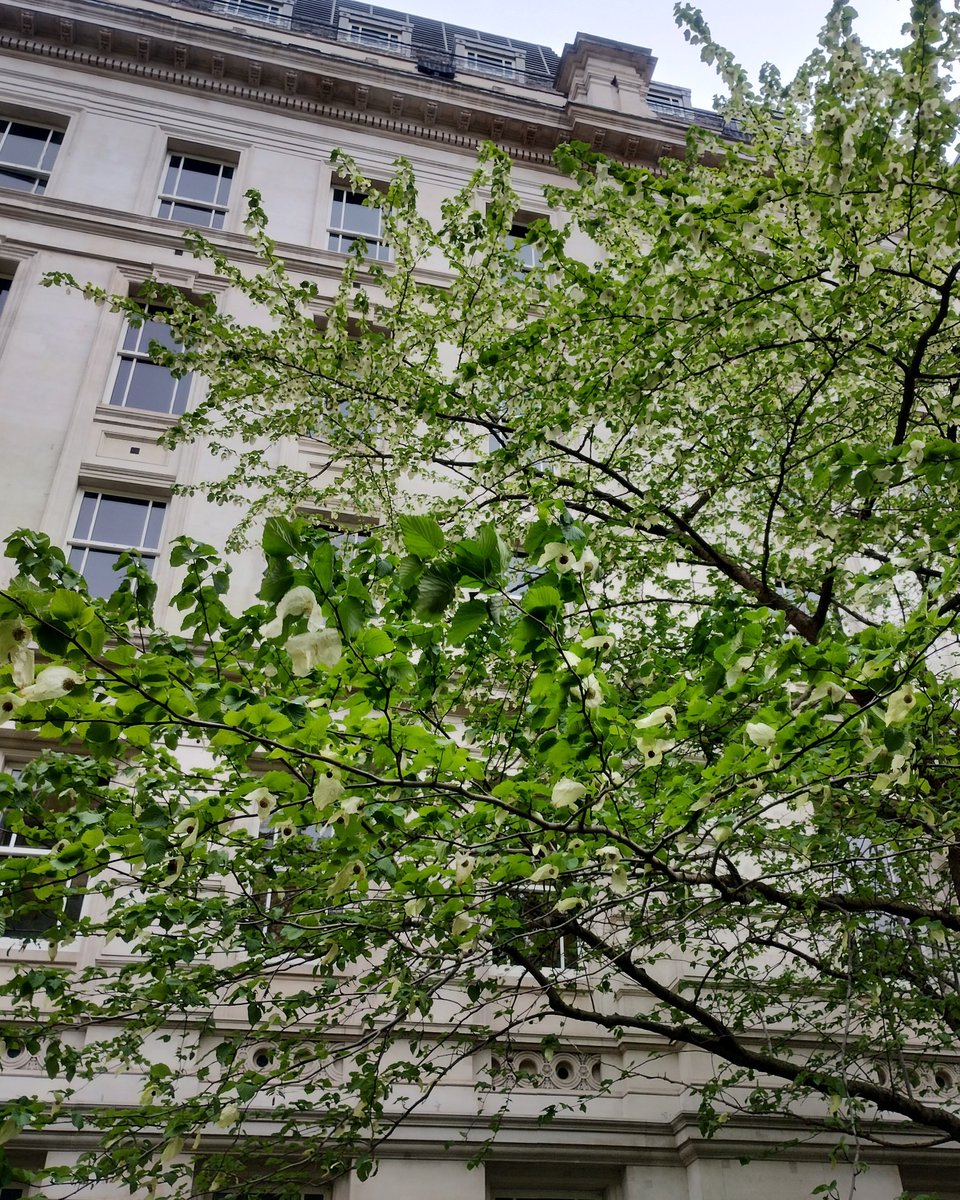🌳 Pop into Postman's Park this weekend and see if you can spot the famous 'Handkerchief Tree' in bloom. Come and see it soon - it only blooms for a few days each year! 📍 Postman's Park, King Edward Street, City of London, EC1A 7BT #SpringInTheCity #CityGardens
