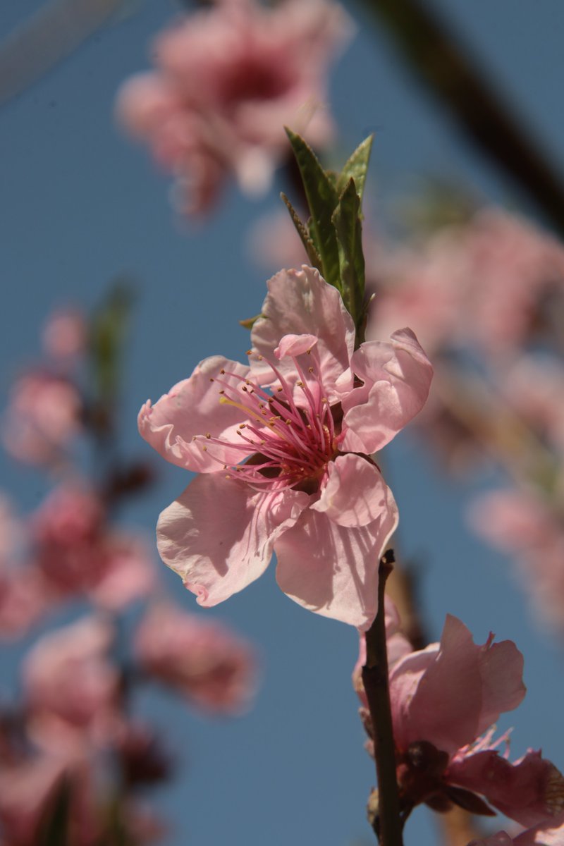Peach blossoms 😁 #Photography #Flowers