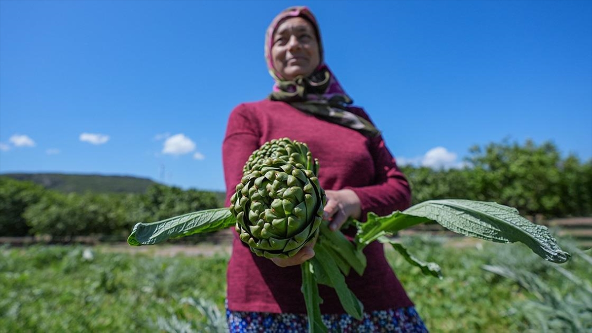 Enginarın üretim üssü İzmir'de üreticinin hasat mesaisi arttı - kulliyehaber.com/enginarin-uret…