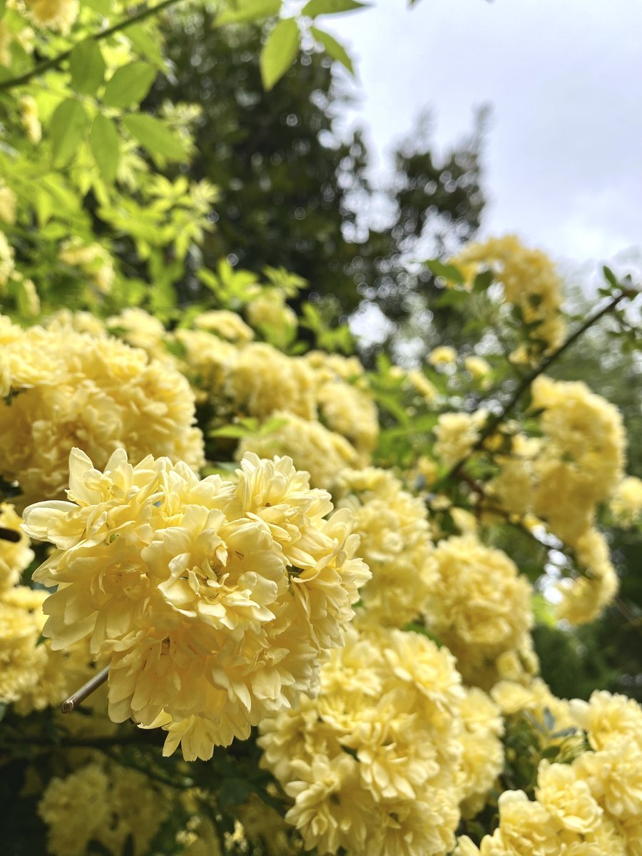 こんばんは🙇‍♂️ 今日も一日お疲れ様でした🙇‍♂️ 今日も一日に感謝して🙏 GWにかけて天気の急変や高温に注意 水分補給や充分な休憩を 安全と健康第一 May peaceful days full of smiles come to the world.🕊️ 仕事帰りに立ち寄った公園に咲く✨ ハート型が可愛らしい🫶 元気色の木香薔薇さん達🤗💛