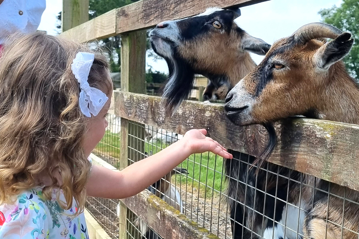 Help feed the cute Pygmy goats and Ouessant sheep down on the Fun Farm. 📷📷 Each day there are 150 little bags of ‘Goat and Sheep Food’ which are 65p and available on entry.