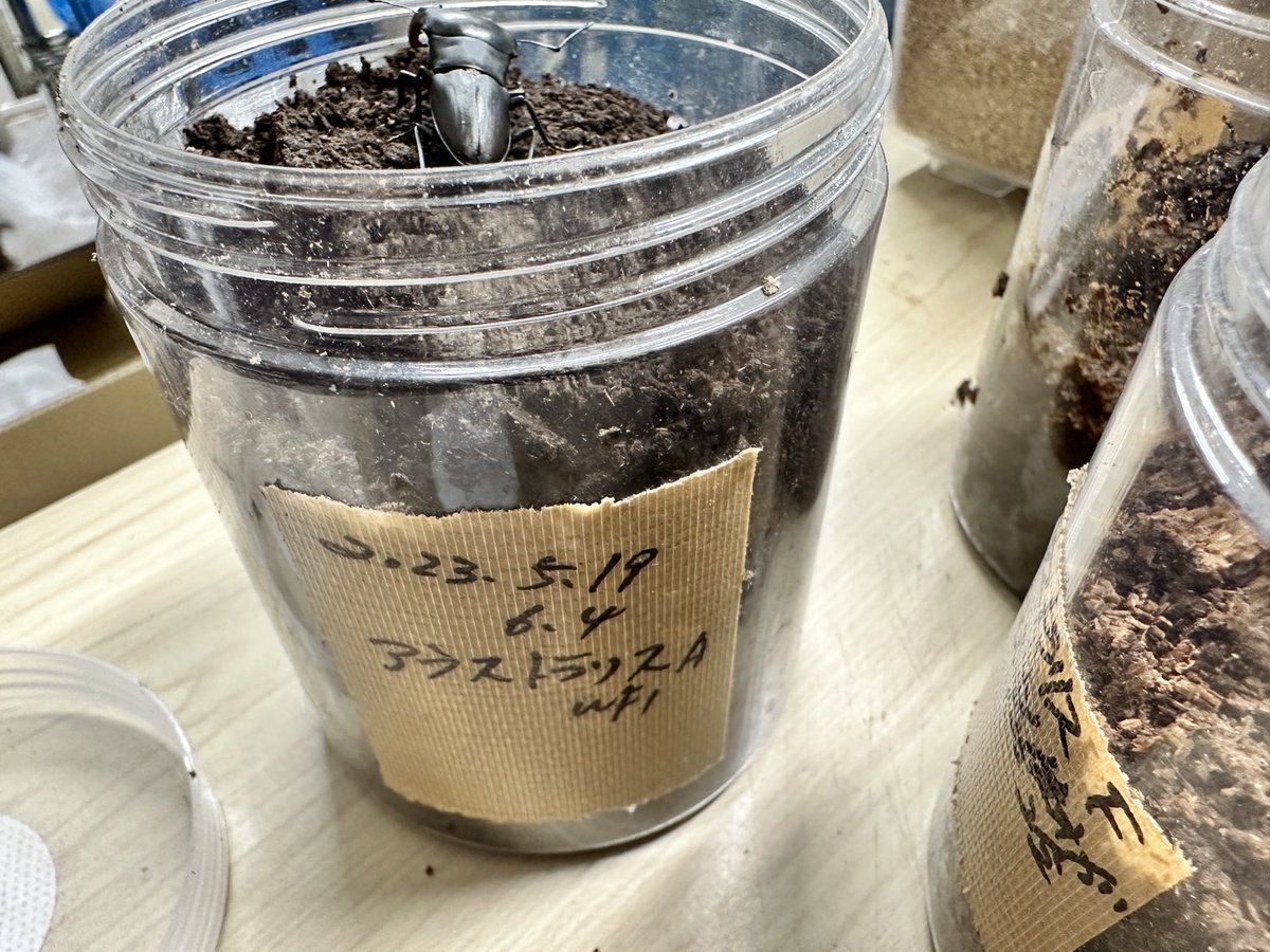 昨年5月に初〜2令で割出したアウストラリス!

続々羽化ではなく自力ハッチし始めていました😅

一年かからず自力ハッチまで漕ぎ着けたので自分の理想とする飼育法に辿り着いたと思います。

苦節◯年！

失敗は成功のもと！😭