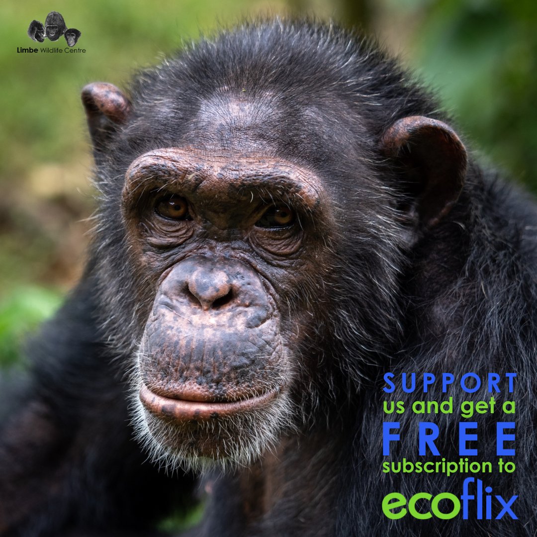 100% of your membership fees comes directly to the Limbe Wildlife Centre - and you get to enjoy @ecoflixofficial's amazing range of shows and movies completely FREE! 🌟 ➡️ecoflix.com/ngo/limbe-wild…