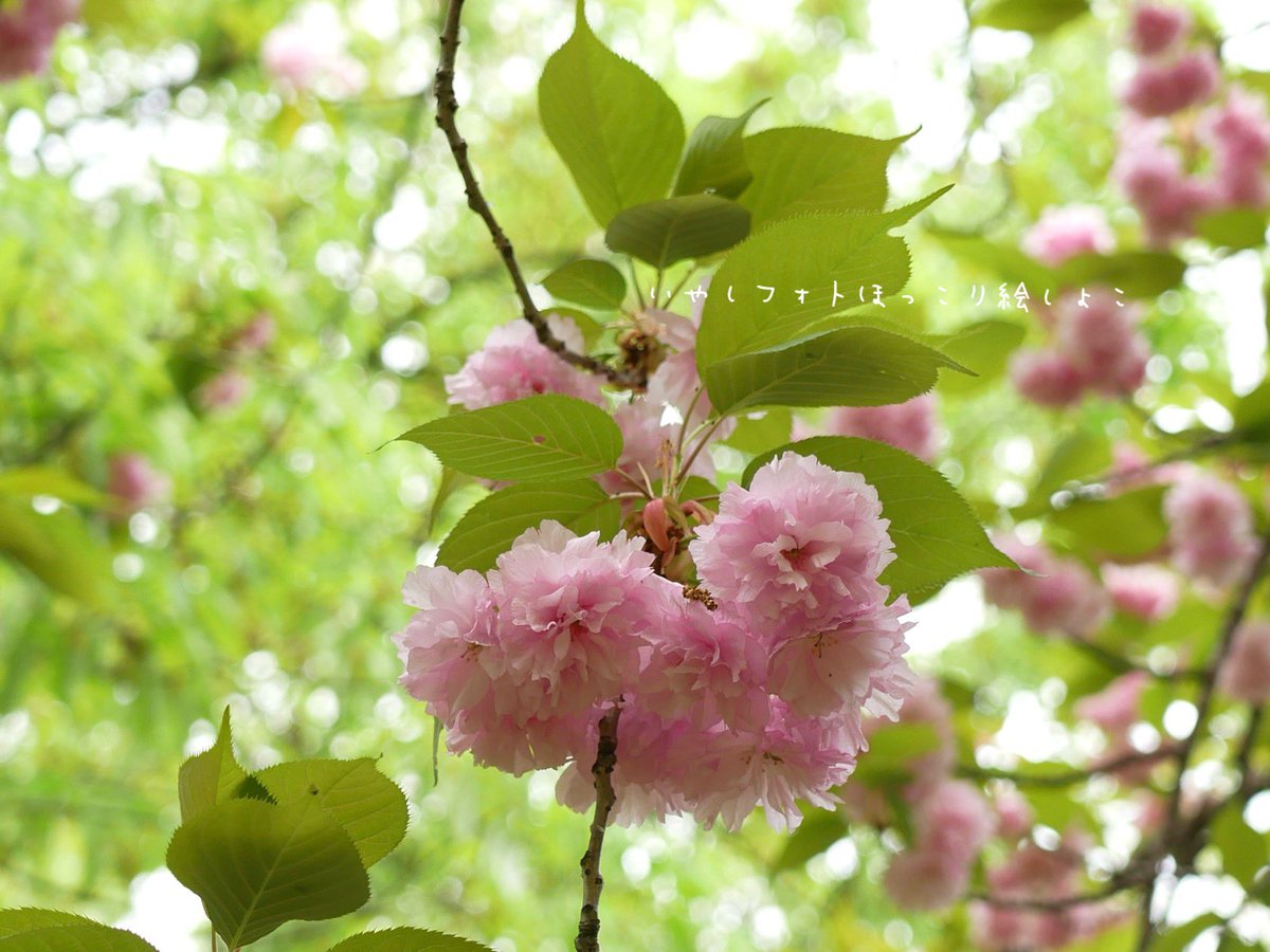 いやしフォト
八重桜
緑がいっぱいの中は気持ちいいねえ(๑′ᴗ‵๑)🍃

2024.04.17撮影
いやしフォト
ほっこり絵
SHOCOしょこ
#八重桜
#さくら
#新緑の季節
#花の写真
#naturephotographer
#絵描き