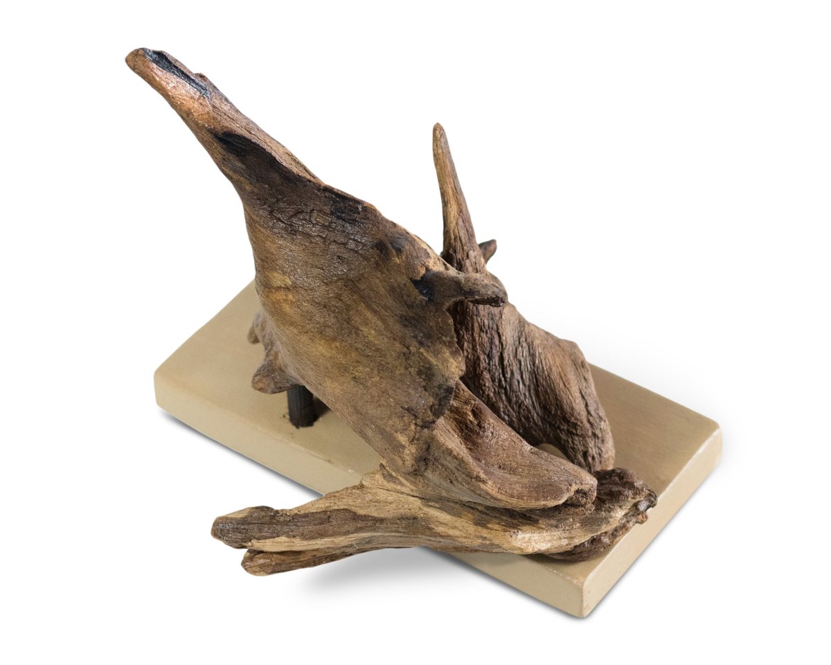 JIWoodlamp's tweet photo. Art Object Fishes made of driftwood 
17x16x17cm
https://t.co/ODZKC7GiZm
.
#artobject #woodsculpture #giftideas #abstractfish https://t.co/SN6amfNxJ3
